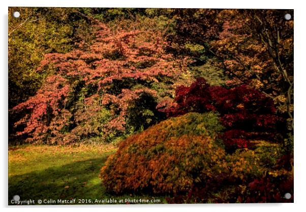 Autumn Glory Acrylic by Colin Metcalf