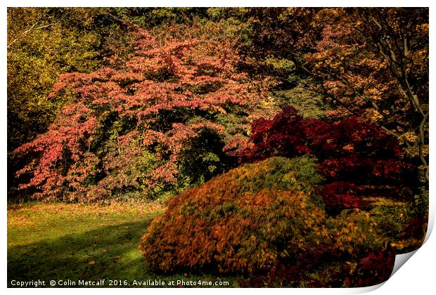 Autumn Glory Print by Colin Metcalf