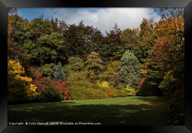 Thorp Perrow in Autumn Framed Print by Colin Metcalf