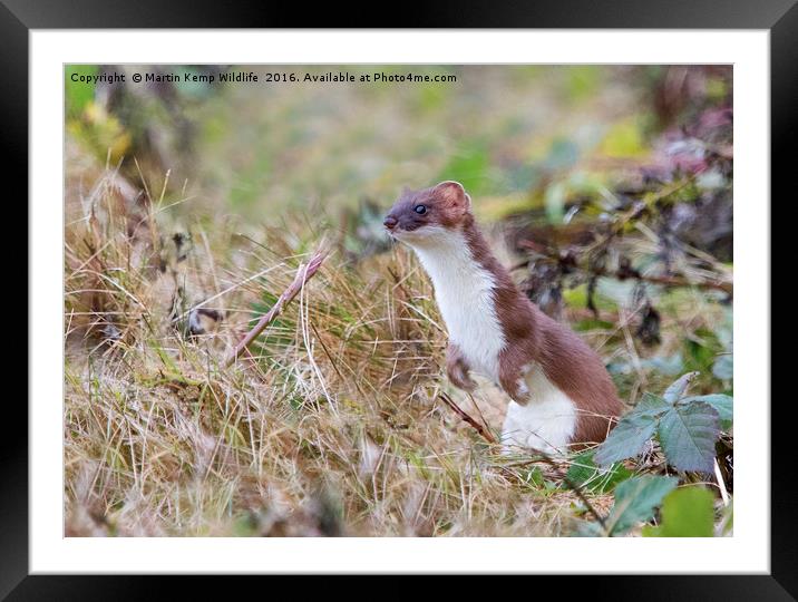 Stoat in the Grass Framed Mounted Print by Martin Kemp Wildlife
