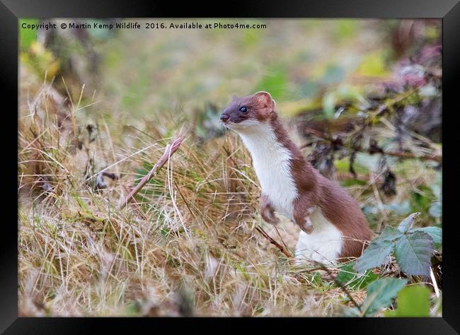 Stoat in the Grass Framed Print by Martin Kemp Wildlife