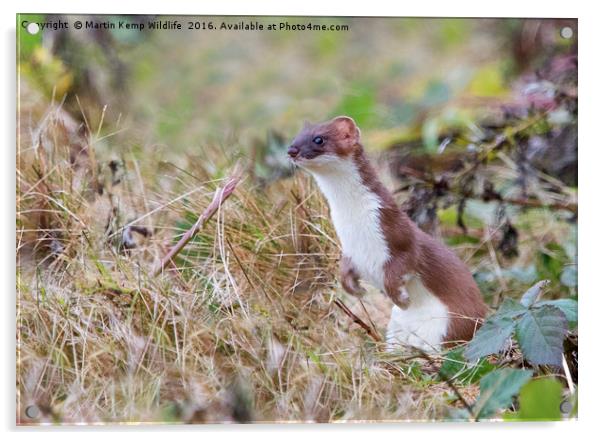 Stoat in the Grass Acrylic by Martin Kemp Wildlife