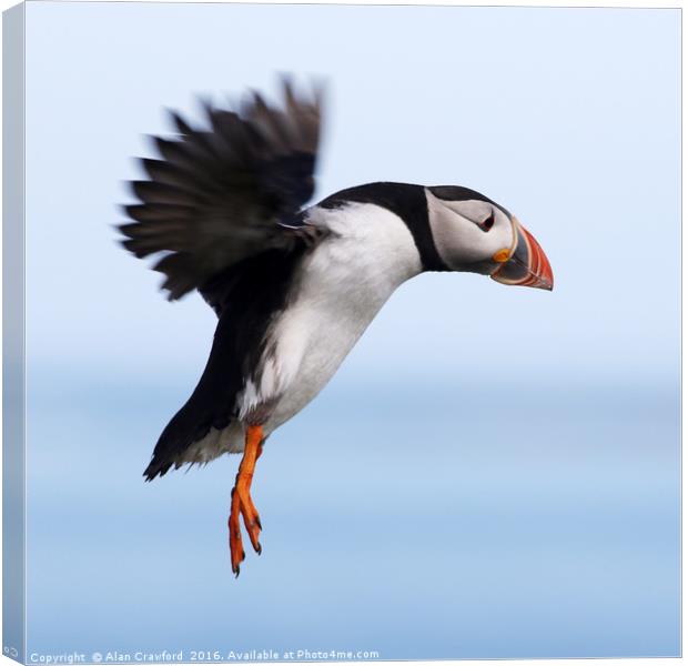 Puffin in Flight Canvas Print by Alan Crawford