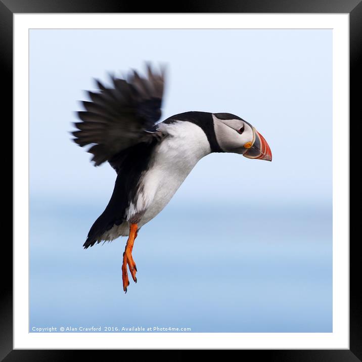 Puffin in Flight Framed Mounted Print by Alan Crawford