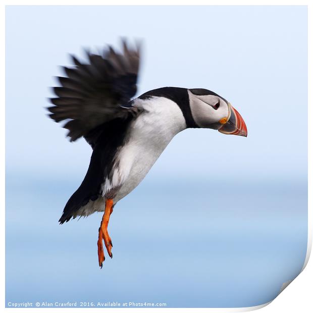 Puffin in Flight Print by Alan Crawford