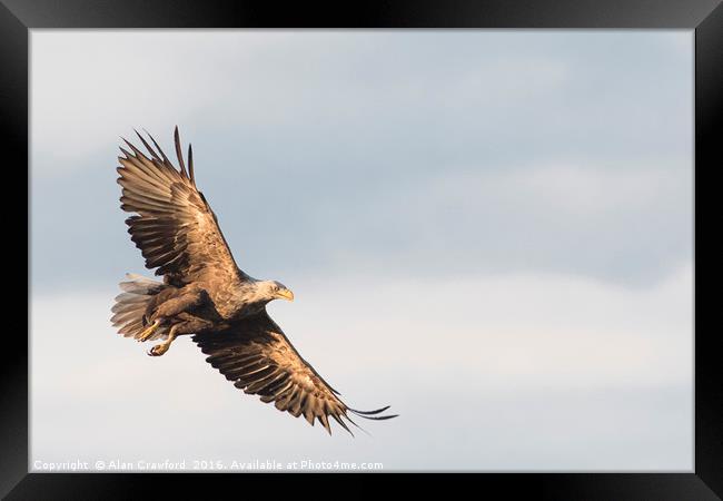White Tailed Eagle, Finland Framed Print by Alan Crawford