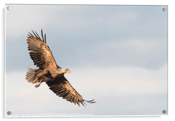 White Tailed Eagle, Finland Acrylic by Alan Crawford