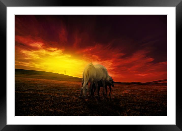 young couple of horses grazing in the hills at dus Framed Mounted Print by Guido Parmiggiani