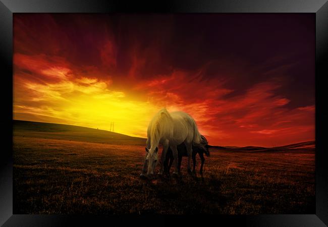 young couple of horses grazing in the hills at dus Framed Print by Guido Parmiggiani