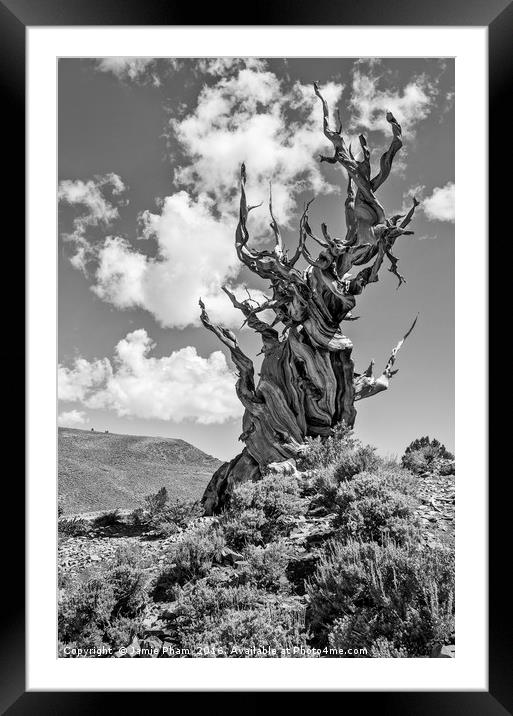 Dramatic view of the Ancient Bristlecone Pine Fore Framed Mounted Print by Jamie Pham