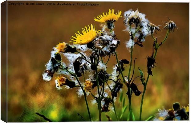 Dandelion Life Cycle with artistic filter Canvas Print by Jim Jones