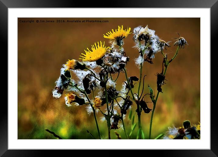 Dandelion Life Cycle with artistic filter Framed Mounted Print by Jim Jones