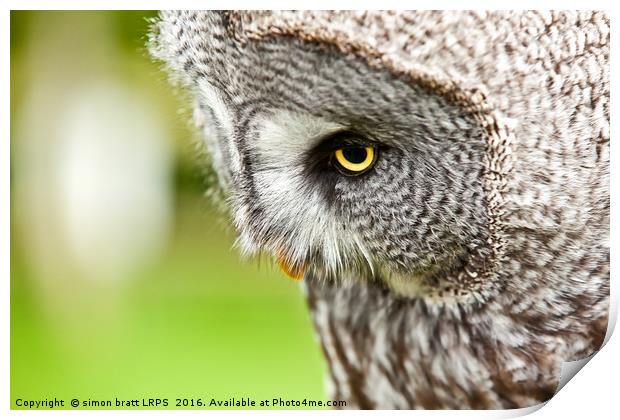 Great Gray Owl close up Print by Simon Bratt LRPS