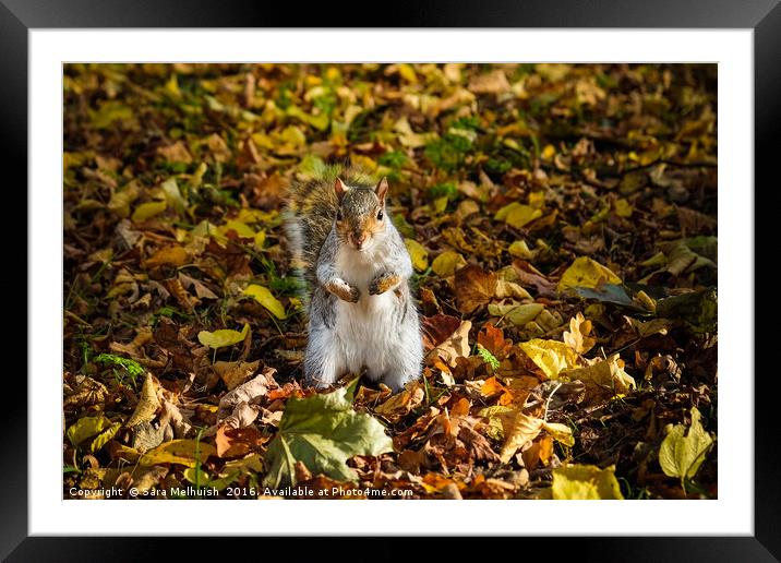 Where did I bury the nuts Framed Mounted Print by Sara Melhuish