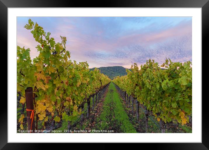 Vineyard In The Fall Framed Mounted Print by jonathan nguyen