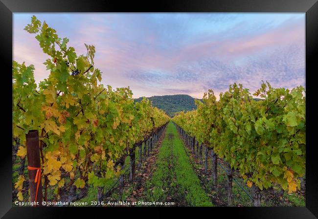 Vineyard In The Fall Framed Print by jonathan nguyen