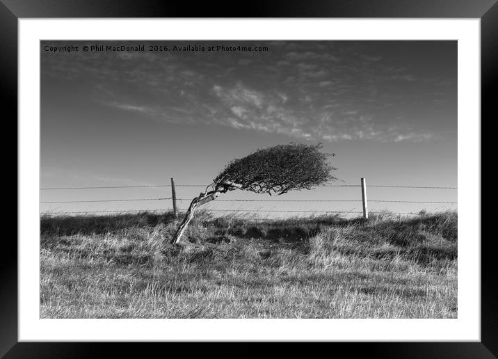 Windswept Tree, Dorset Framed Mounted Print by Phil MacDonald