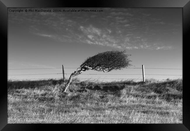Windswept Tree, Dorset Framed Print by Phil MacDonald
