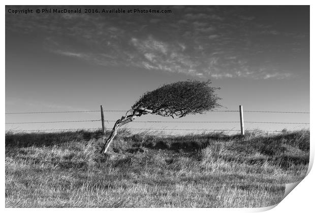 Windswept Tree, Dorset Print by Phil MacDonald