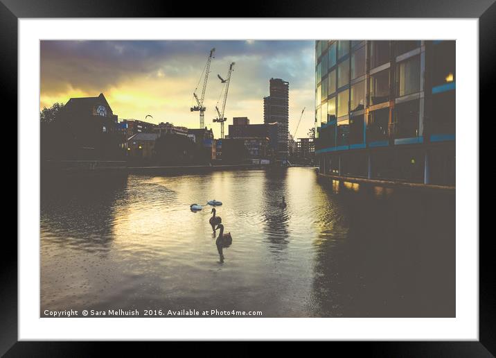 swans at dusk Framed Mounted Print by Sara Melhuish