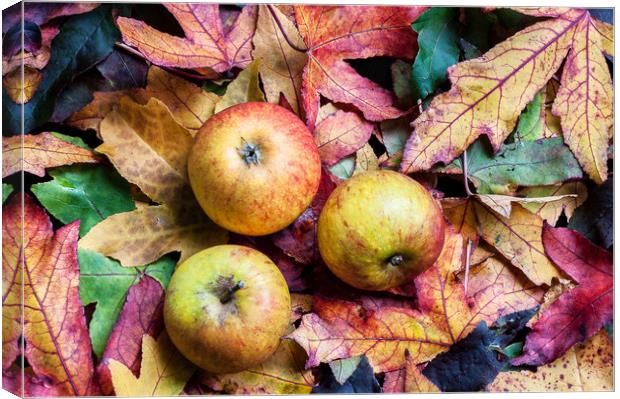 Apples on autumn leaves. Canvas Print by Linda Cooke