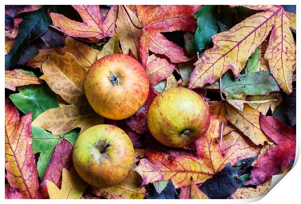 Apples on autumn leaves. Print by Linda Cooke