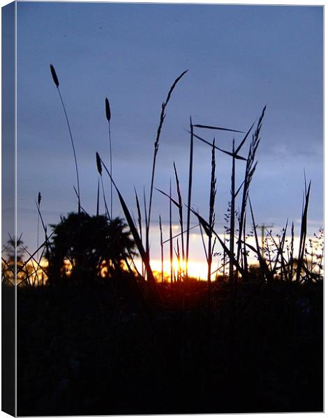 Cheddar Gorge, grasses at Sunset Canvas Print by Mark Hobson