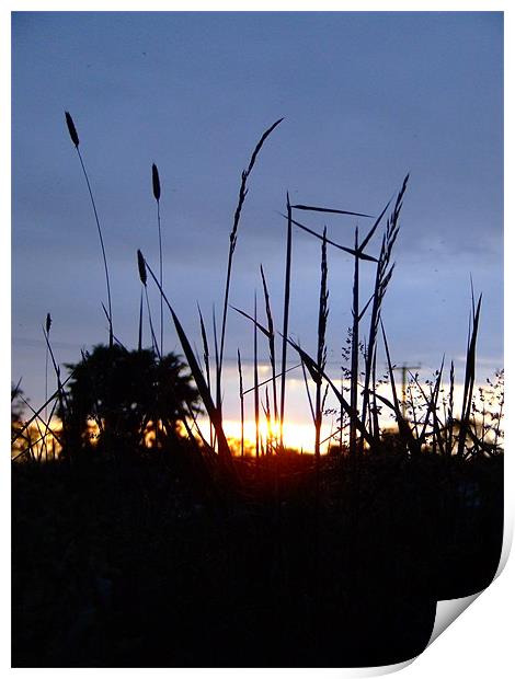 Cheddar Gorge, grasses at Sunset Print by Mark Hobson