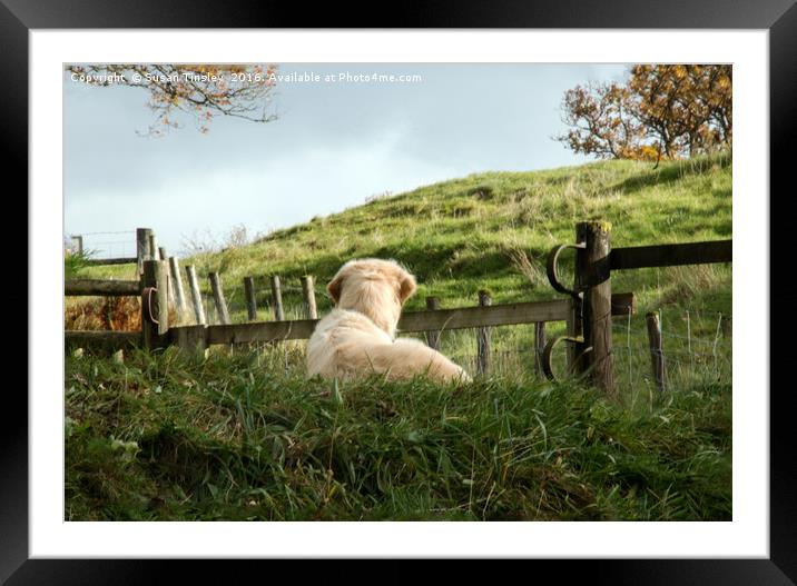 A dog's life Framed Mounted Print by Susan Tinsley