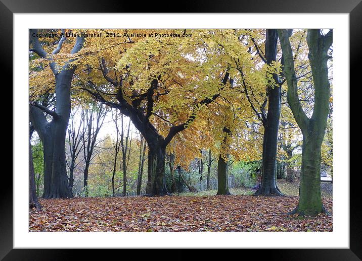 Autumn at Heaton Park.  Framed Mounted Print by Lilian Marshall