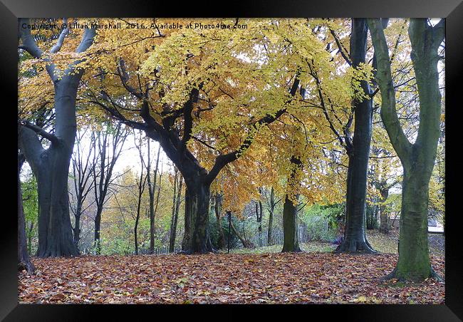 Autumn at Heaton Park.  Framed Print by Lilian Marshall