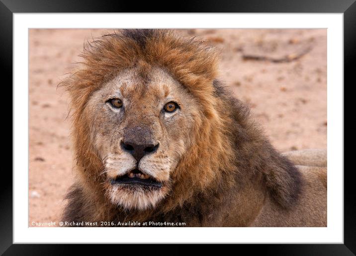 Leader of the pride Framed Mounted Print by Richard West