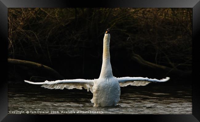 Stretching out Framed Print by Tom Dolezal