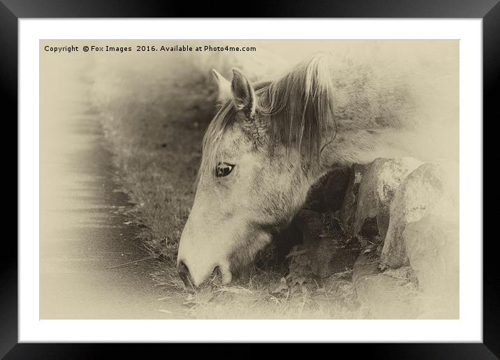 Horse and grass Framed Mounted Print by Derrick Fox Lomax