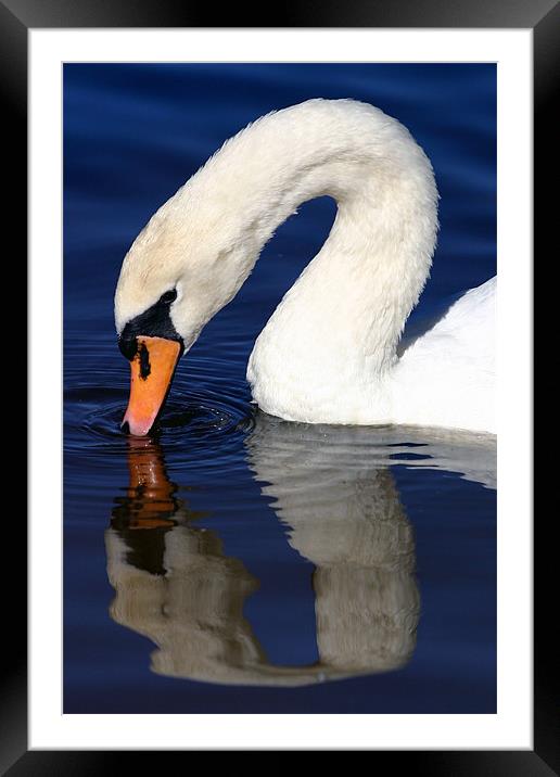 Swan reflection Framed Mounted Print by Fiona McLellan