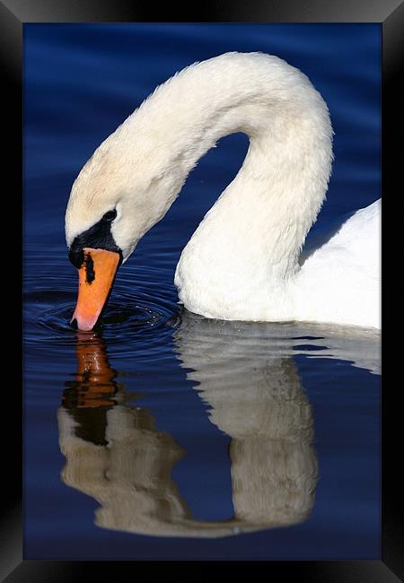 Swan reflection Framed Print by Fiona McLellan