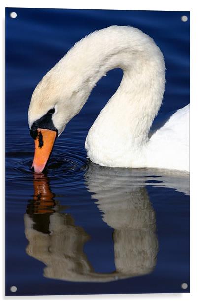 Swan reflection Acrylic by Fiona McLellan