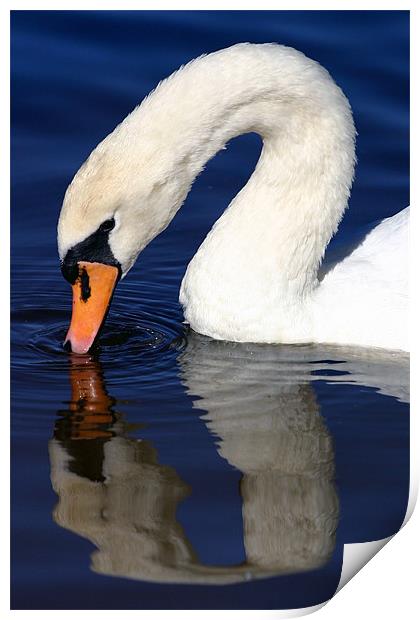 Swan reflection Print by Fiona McLellan
