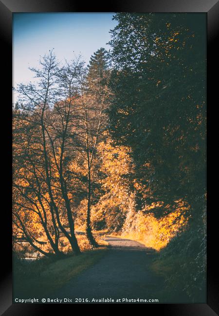 Autumn Glow. Framed Print by Becky Dix