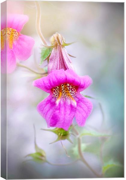 Chinese Foxglove Pink Flower  Canvas Print by Jacky Parker
