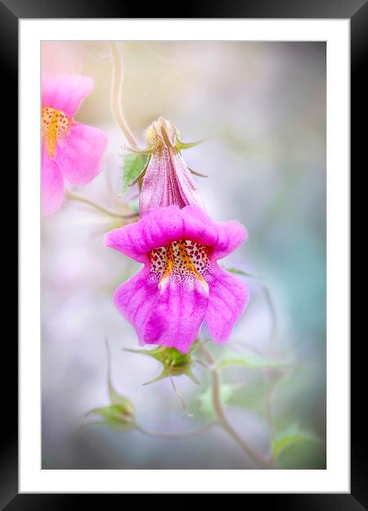 Chinese Foxglove Pink Flower  Framed Mounted Print by Jacky Parker