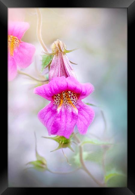 Chinese Foxglove Pink Flower  Framed Print by Jacky Parker