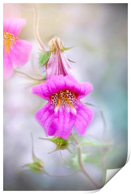 Chinese Foxglove Pink Flower  Print by Jacky Parker