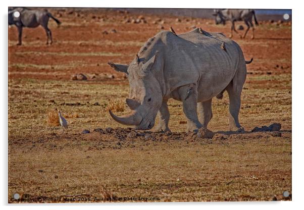 Rhino with passengers Acrylic by Richard West
