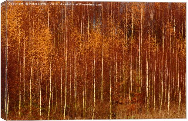 Colourful Autumn Trees Canvas Print by Peter Hatter