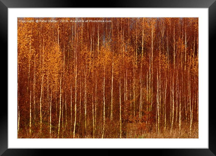 Colourful Autumn Trees Framed Mounted Print by Peter Hatter