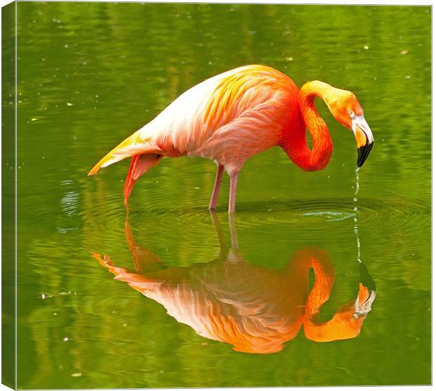 Pink Flamingo Reflection Canvas Print by Chris Thaxter