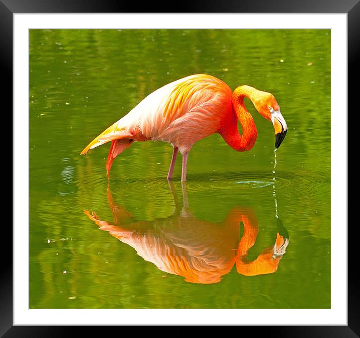 Pink Flamingo Reflection Framed Mounted Print by Chris Thaxter