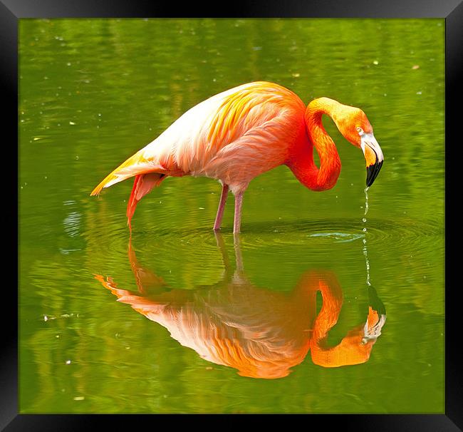 Pink Flamingo Reflection Framed Print by Chris Thaxter