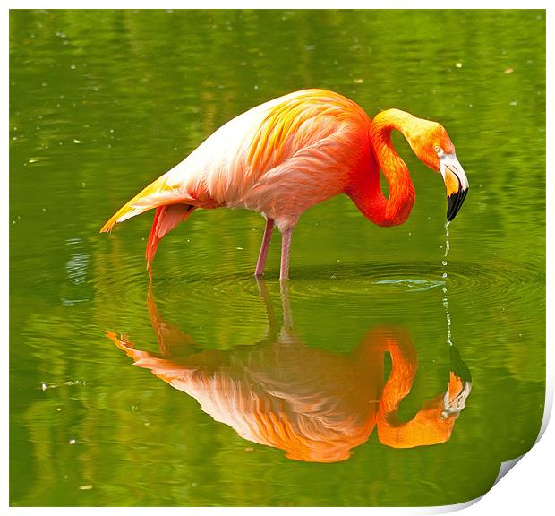 Pink Flamingo Reflection Print by Chris Thaxter